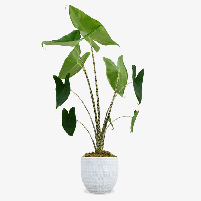Zebra Plant