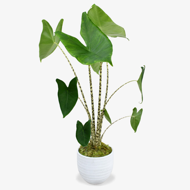 Zebra Plant