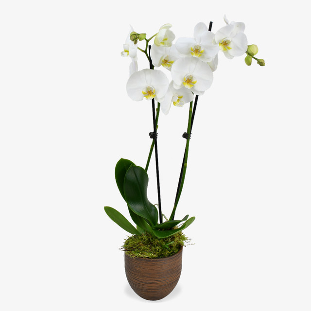 White Orchid