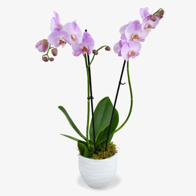 Pink Orchid