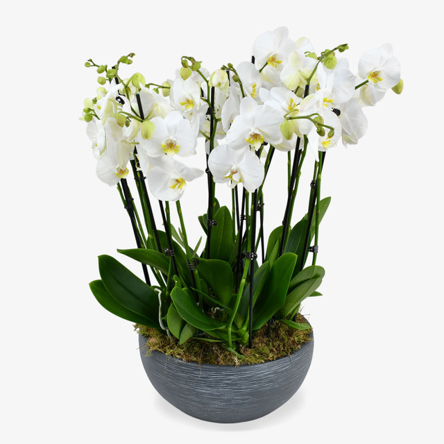 Heavenly Orchids