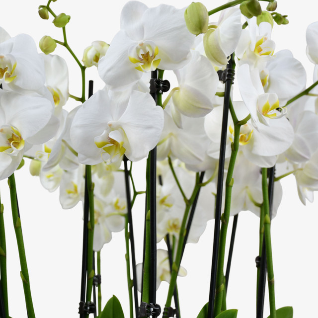 Heavenly Orchids