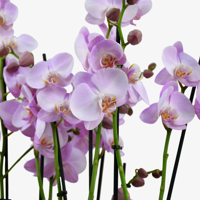 Candy Orchids