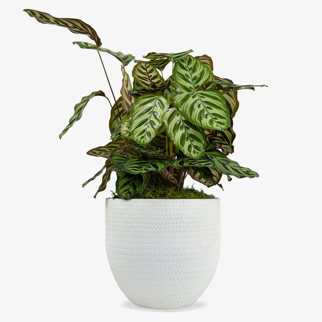 Calathea Makoyana