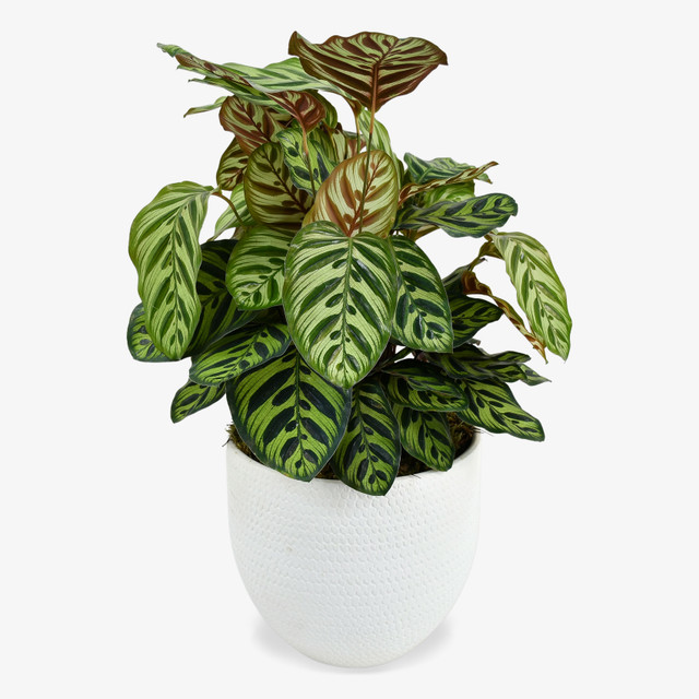 Calathea Makoyana