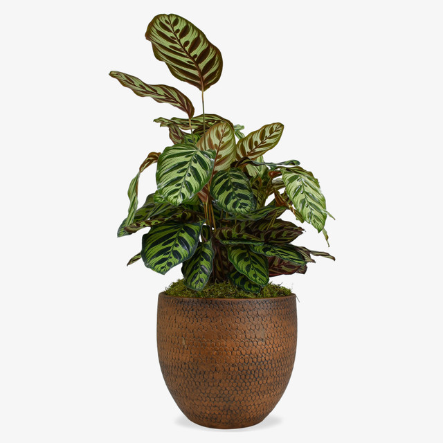 Calathea Makoyana