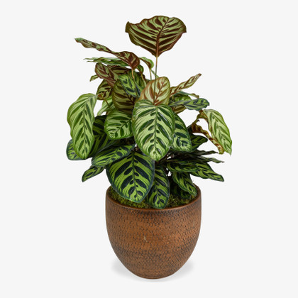 Calathea Makoyana