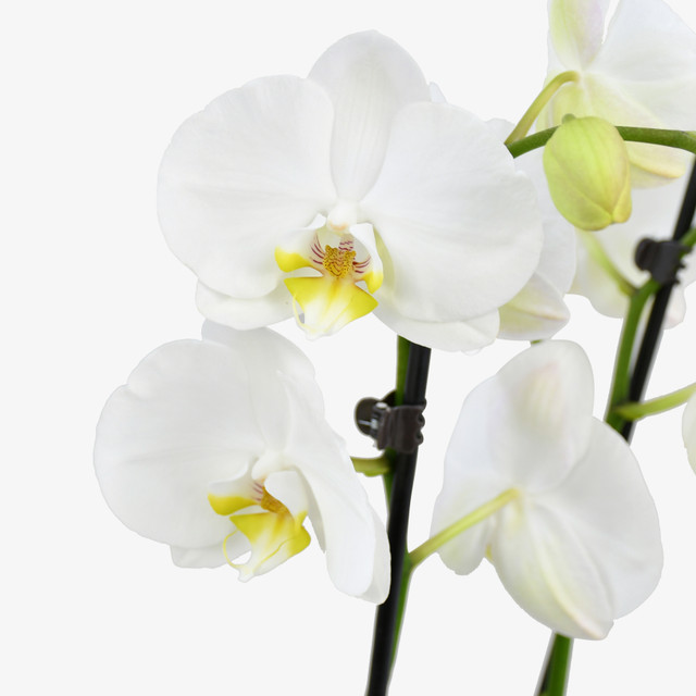 White Orchid