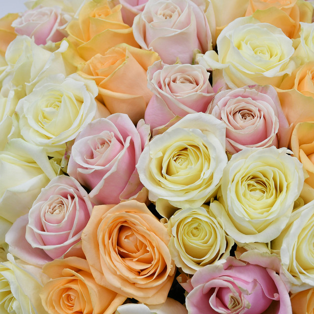 Pastel & Blanc