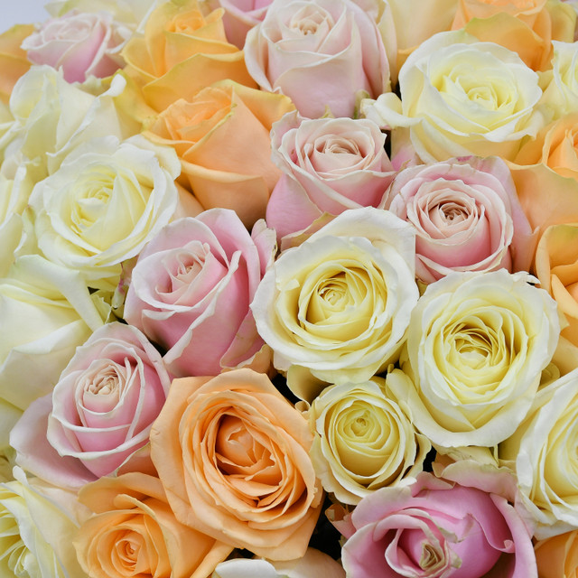 Pastel Beauties