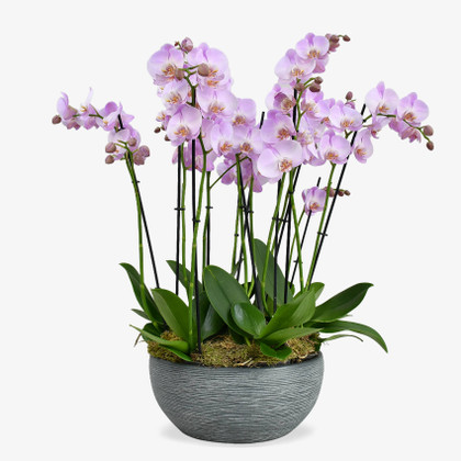 Candy Orchids
