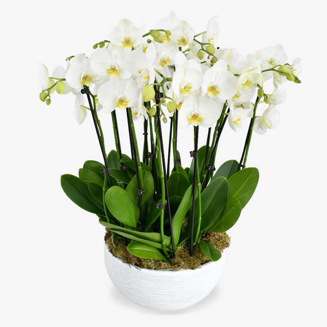 Heavenly Orchids