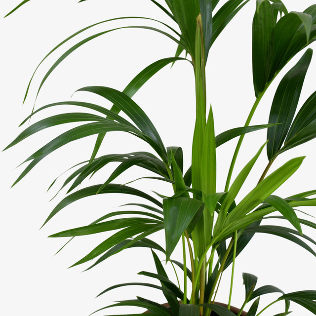 Kentia Palm (set of 2)