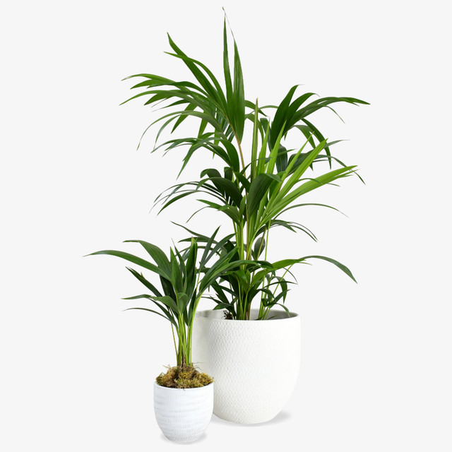 Kentia Palm (set of 2)