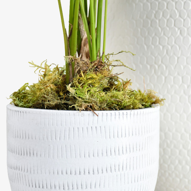 Kentia Palm (set of 2)