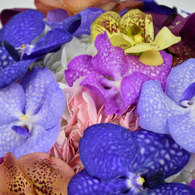 Fairy Orchids