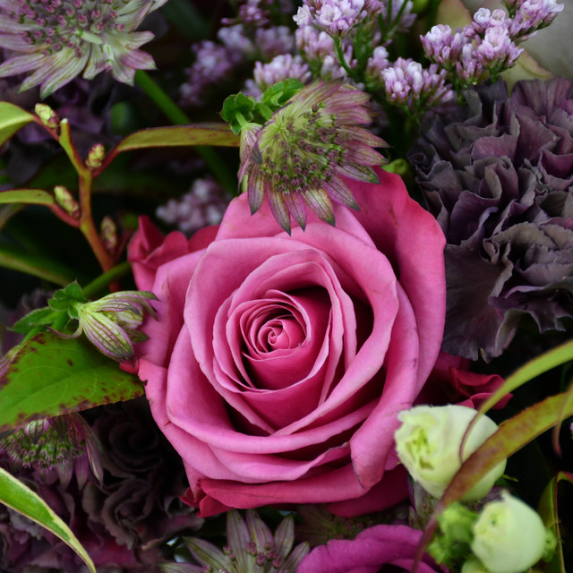 Symphony In Pink