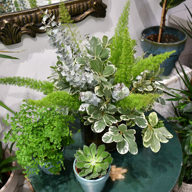 English Foliage