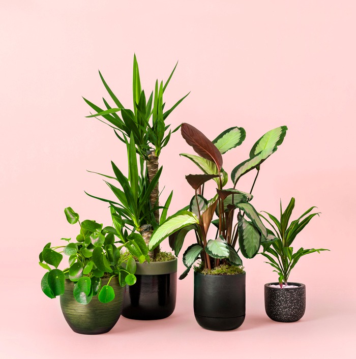Plants Gifts Delivery