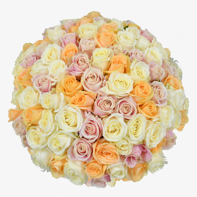 Pastel & Blanc