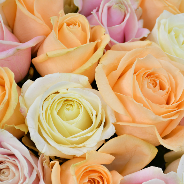 Pastel Perfection