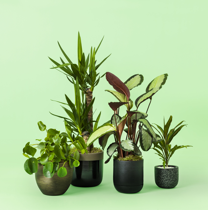 Plants Gifts Delivery